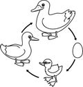 Coloring page with life cycle of bird. Stages of development of wild duck mallard from egg to duckling and adult bird Royalty Free Stock Photo